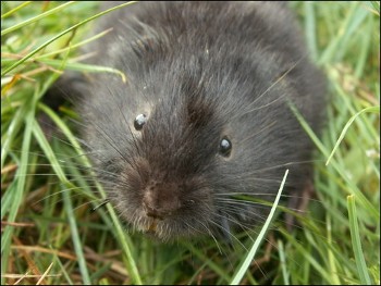 WRFT finds signs of water voles when surveying rivers. Are they threatenned? (photo Aberdeen Uni.)